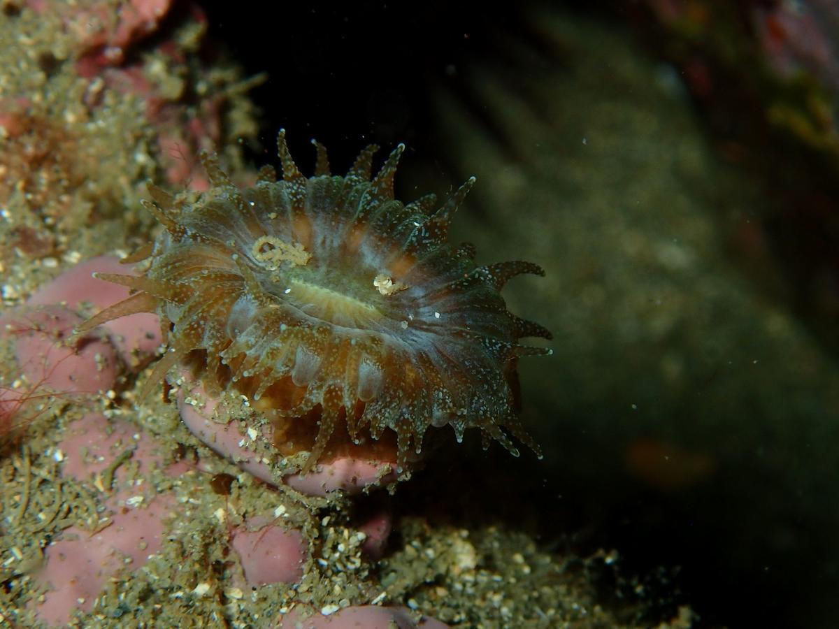 Petite anémone solaire?  (Méditerranée)