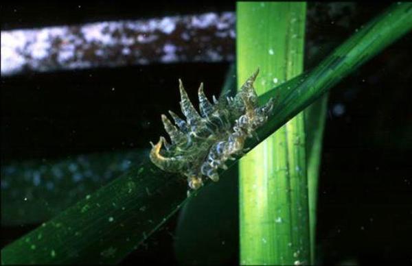 Petite anémone sur feuilles de posidonie