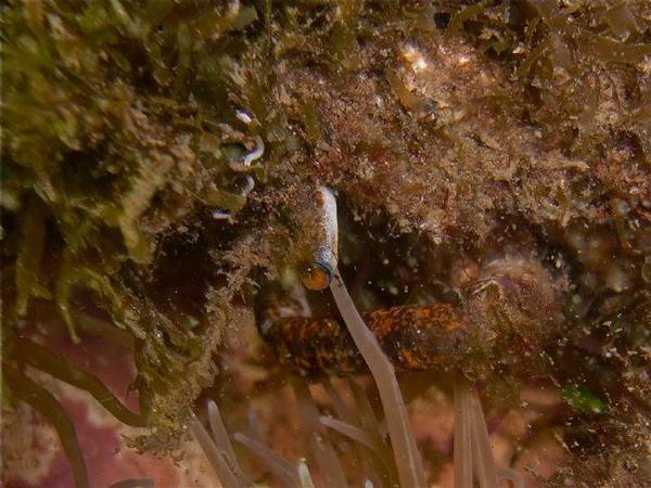 Petite araignée de mer ?