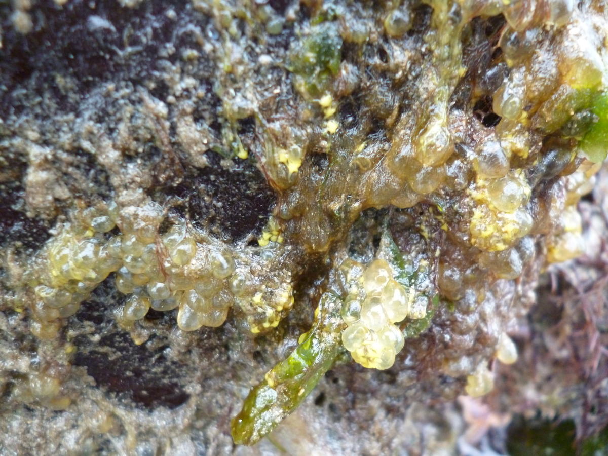 Petite ascidie : Perophora littoralis ou japonica ?