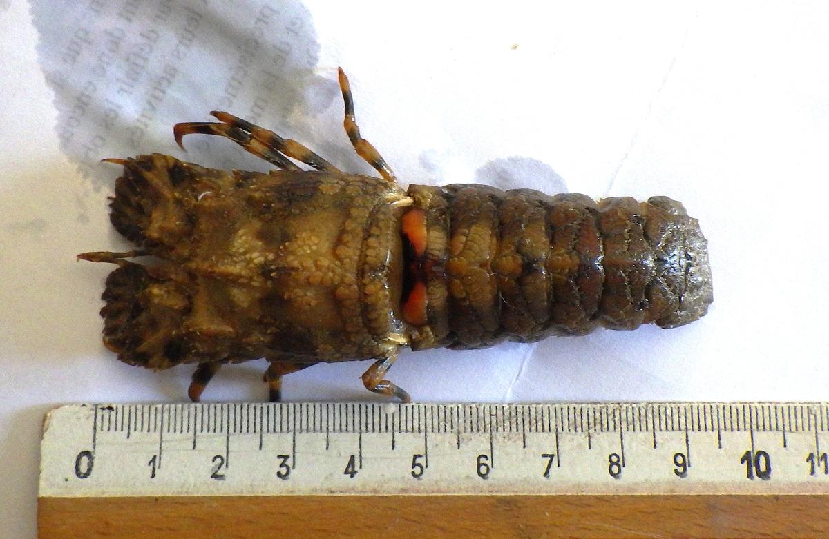 Petite cigale de mer