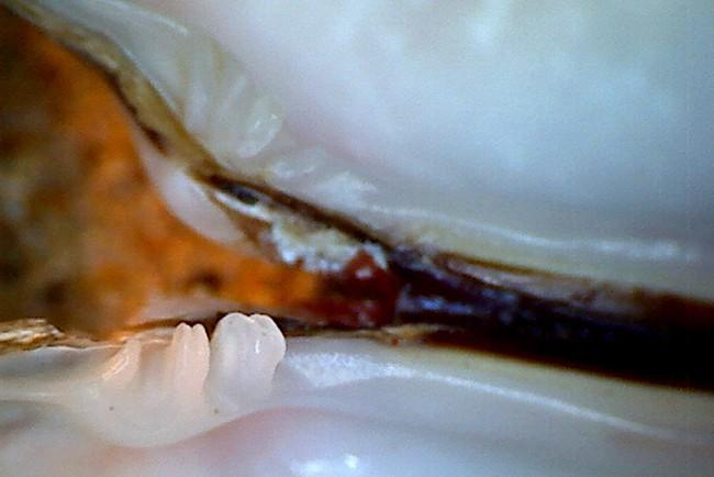 Bonjour,<br />Pour confirmer l'identification de Pierre voici une vue au microscope des dents de l'animal.