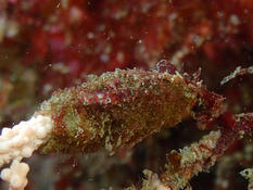 Petite crevette sur une gorgone