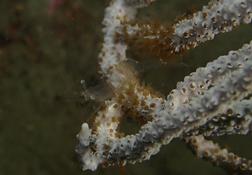 Petite crevette transparente sur gorgone blanche