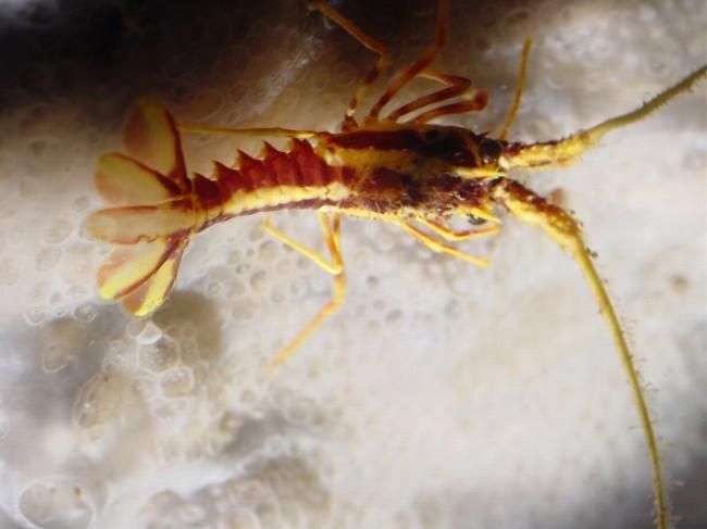 Est-ce que ta bête ressemblait à ça ?<br />Si oui, alors tu aurais pu goûter le bébé-langouste  :-)<br /><br />Sinon, vois avec les spécialistes, j...