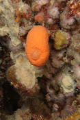 Petite éponge orange