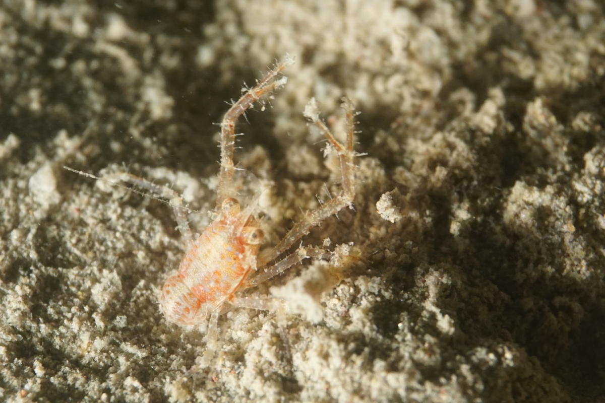 Petite galathée de fond meuble