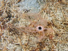 Petite holothurie dans la vase