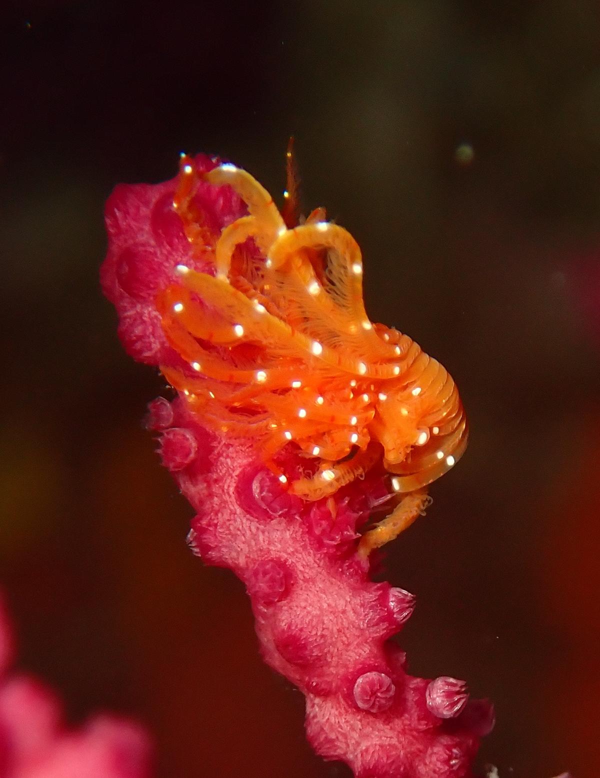 Petite inconnue orange de Porquerolles