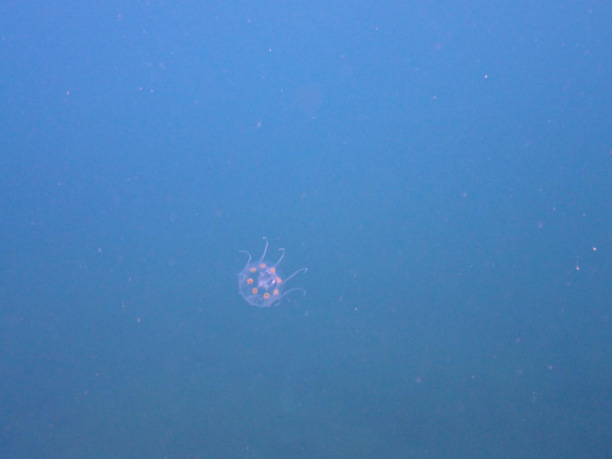 Petite méduse