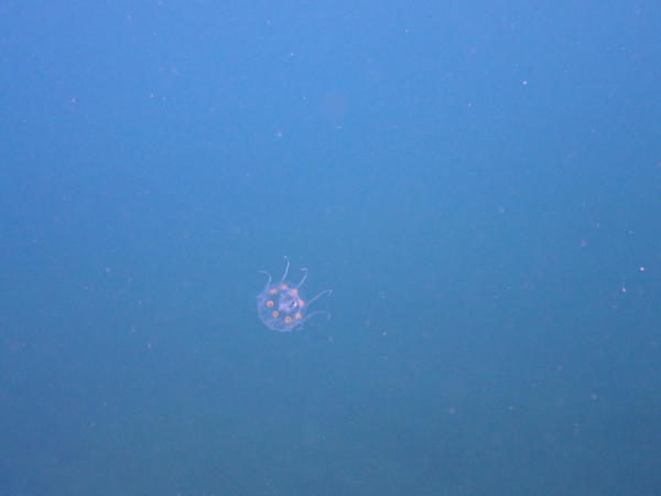 Petite méduse