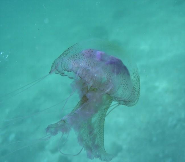 Petite méduse en Bretagne 