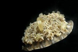 petite meduse en plongée de nuit aux Philipines
