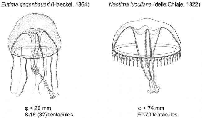 A mon avis, il s'agit de <em>Neotima lucullana</em> (delle Chiaje, 1822). Les différences par rapport à <em>Eutima gegenbaueri</em> (Haeckel, 1864)...