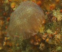 petite méduse 