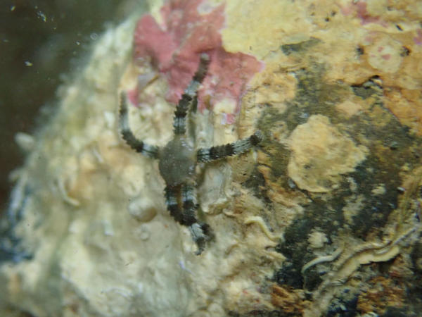 Petite ophiure méditerranéenne