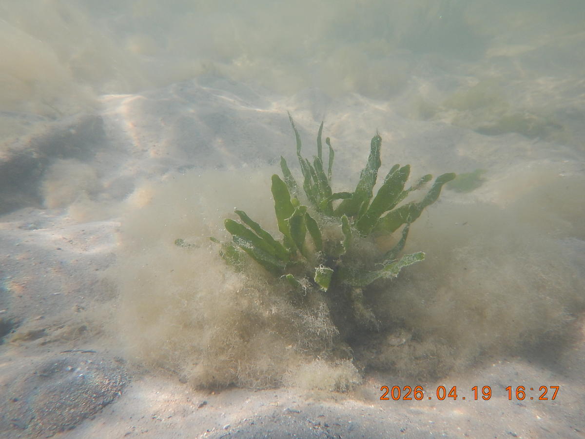 petite plante marine lagune de Bizerte