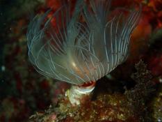 Petite sabelle rouge?