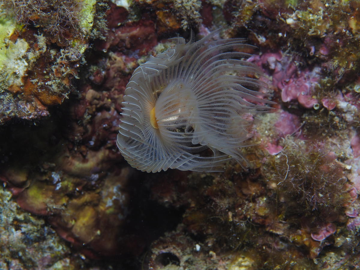 <p>Protula tubularia</p>