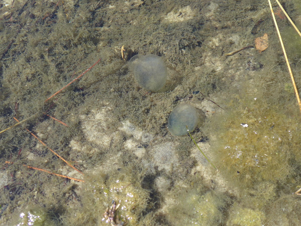 Petites algues? Bulles blanchâtres, légèrement translucides.