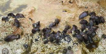 Petites moules du littoral méditerranéen français