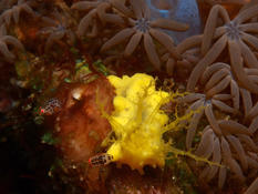 petits arthropodes..?