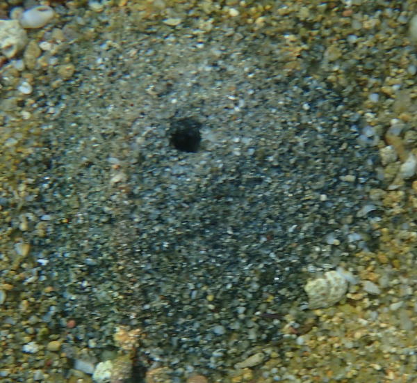 petits cratères circulaires sur une plage