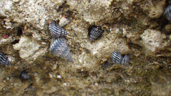 petits gastéropodes de guadeloupe