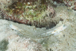 Petits gobies sur sable antillais