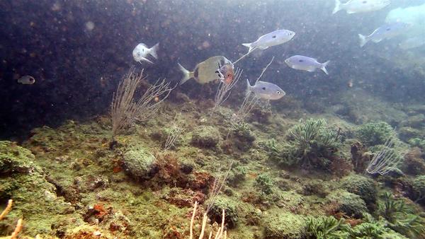 Petits poissons avec une tache noire au milieu du corps ?