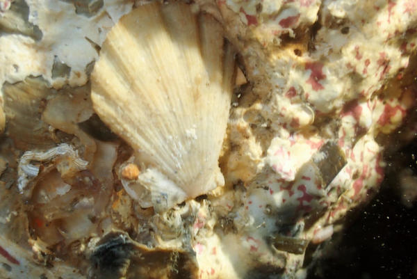 pétoncle de Méditerranée