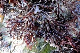 Peut être Phyllophora heredia ?