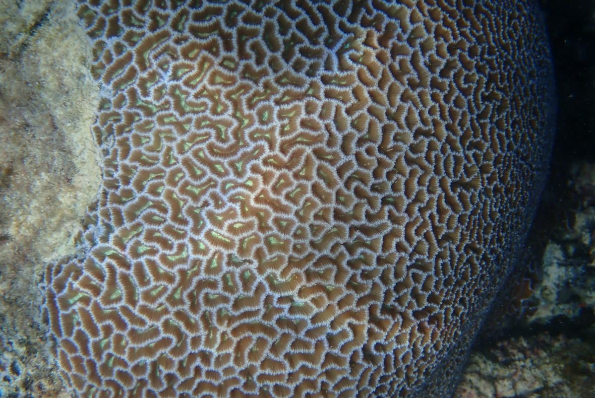 peut-être une colonie de Platygyra acuta (corail cerveau) ?