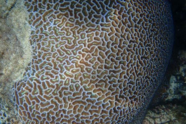 peut-être une colonie de Platygyra acuta (corail cerveau) ?