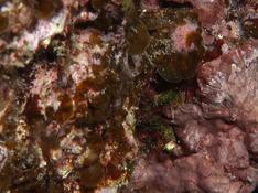 Peut-on identifier cette algue ?