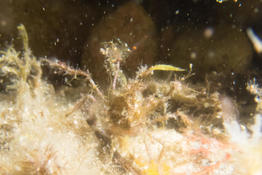 Peut-on identifier cette petite araignée ?