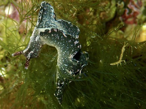 Peut-on nommer le petit arthropode à côté de l'élysie verte ?