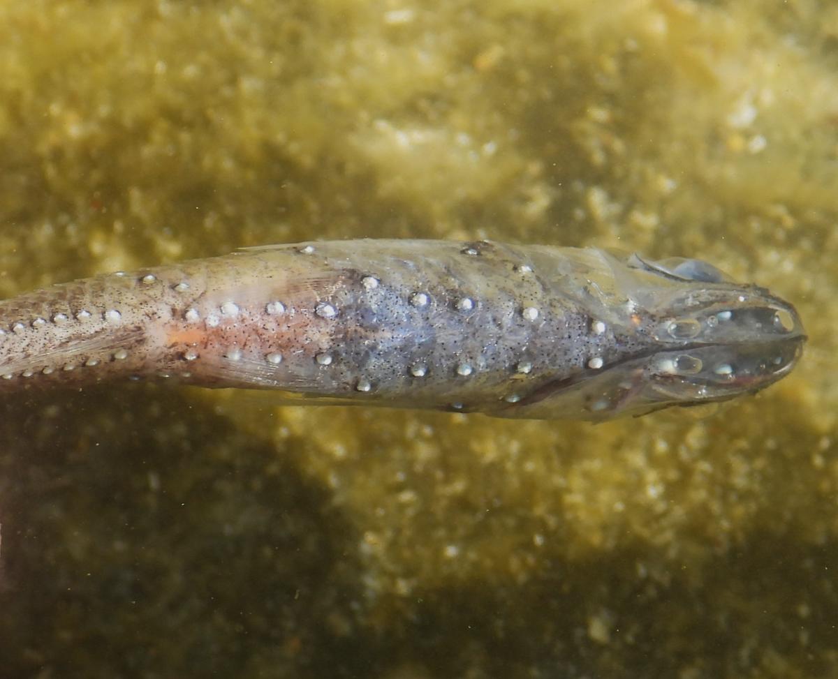 <p>Una imagen ventral del pez linterna subido anteriormente</p>