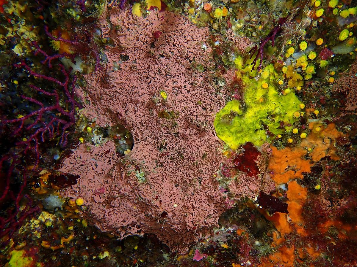 <p>Bonjour, </p><p>Je pense aussi que c'est une Hexadelle rose foncé. La fiche Doris la montre également dans cet état, rétractée.</p><p>Sur cette...