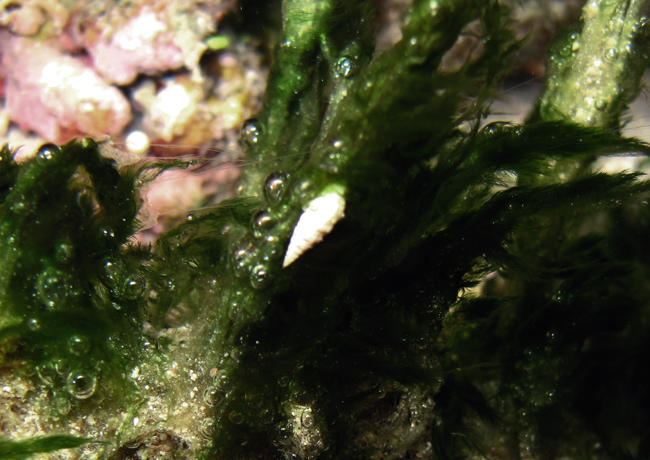 <p>Je confirme pour les coraux mous, mais pas seulement : j'en ai vu dernièrement fixés sur des touffes de cyanobactéries du genre Anabaena  à l'oc...