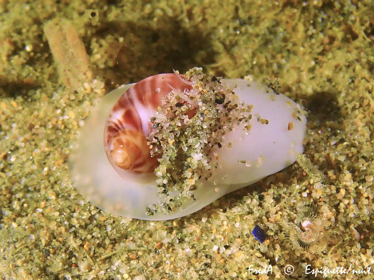 <p>Ou une jeune natice dont la coquille est caché par le sable ?</p><p>Photo d'hier d'une jeune natice (peut-être Euspira catena).</p>