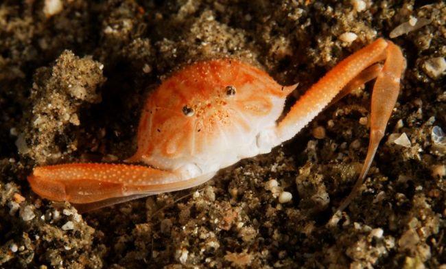 Philippines petit crabe