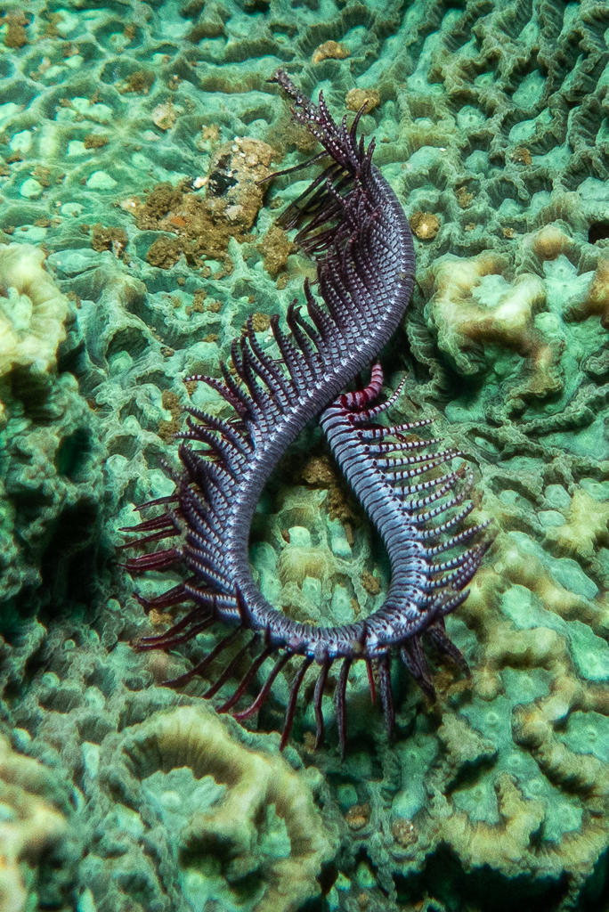 Philippines. Un ver ?