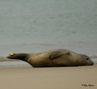 Phoca vitulina Phoque veau-Marin  