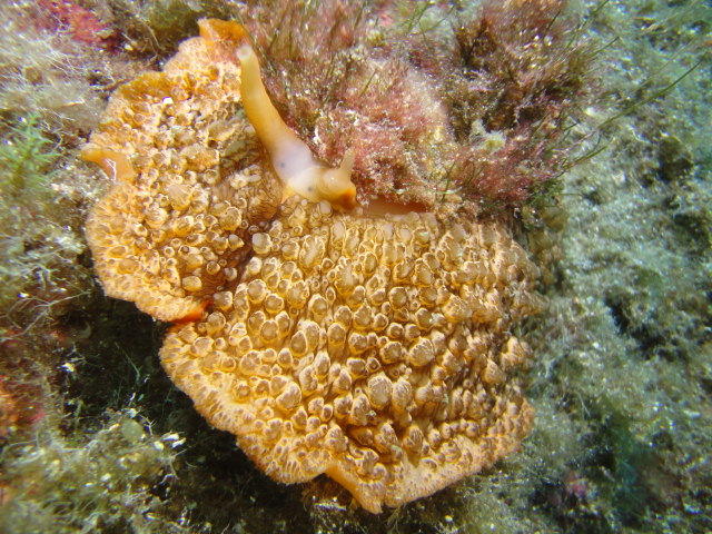 Photos prise en corse du sud