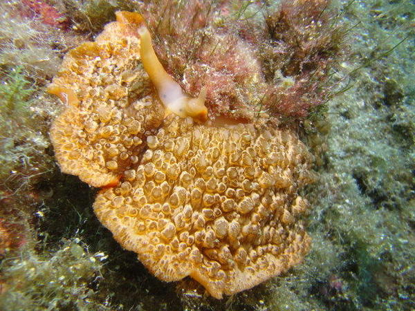 Photos prise en corse du sud