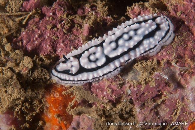 Pour celle-là, je pense plus à <em>Phyllidiella meandrina</em>. Voir la photo jointe.