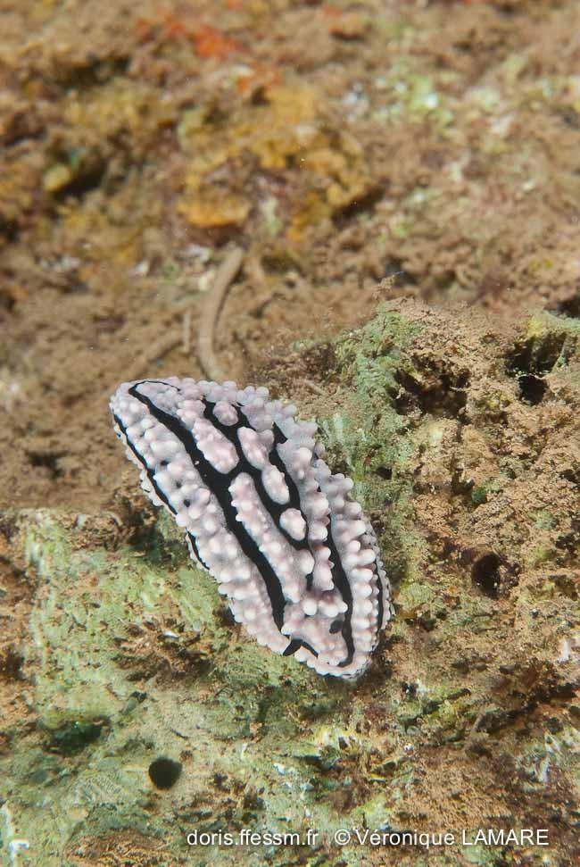 Le noir s'affirme!<br />Vous remarquerez que toutes les <em>Phyllidiella</em> ont les rhinophores noirs, c'est uen caractéristique du genre..