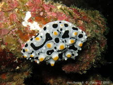 Phyllidia