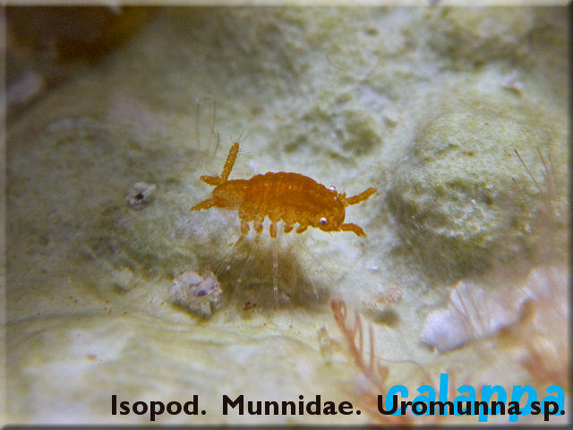 <p>Crustacea. Isopoda. Munnidae. Uromunna sp. plutôt que Santia sp. On les trouve sur plein de supports diffèrent, un peu partout (Indopac), si on...